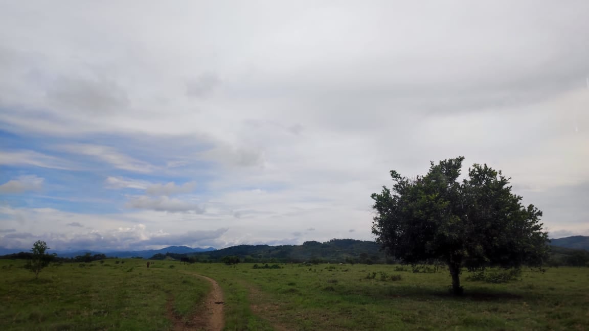 FINCA en Gestion - TARAZÁ, ANTIOQUIA - 16