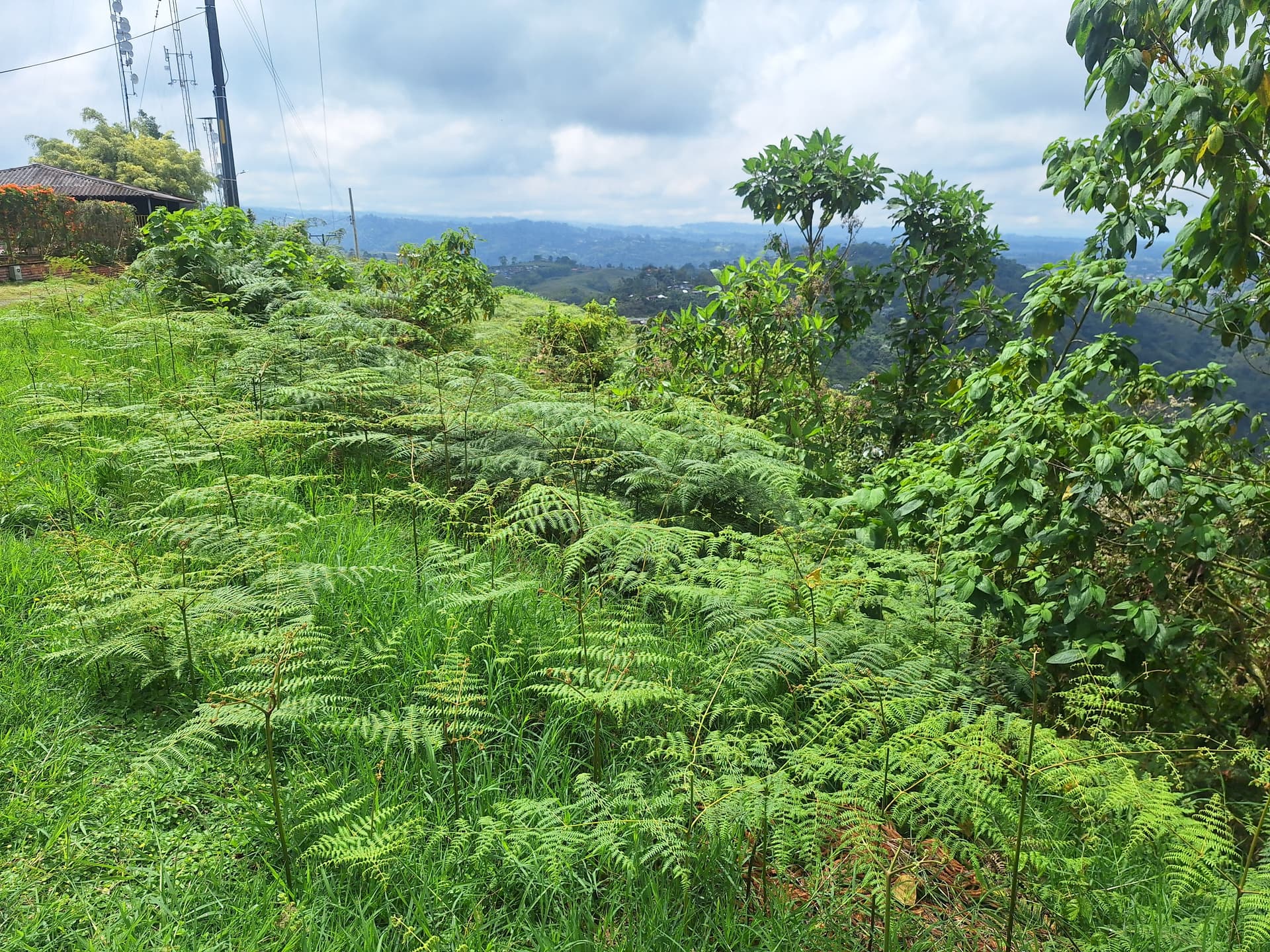FINCA en Gestion - PEREIRA, RISARALDA