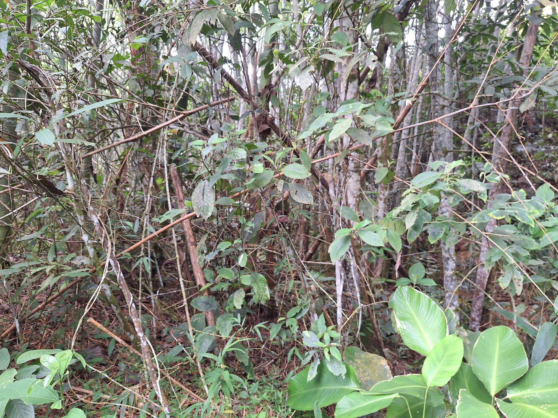FINCA en Gestion - LÉRIDA, TOLIMA